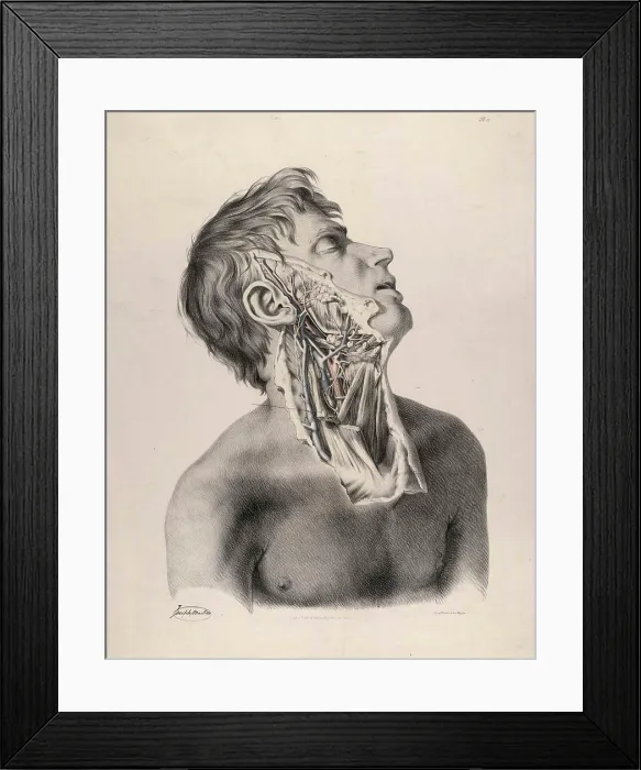 Framed Print : Historical Anatomical Illustration Framed Print : Historical Anatomical Illustration
