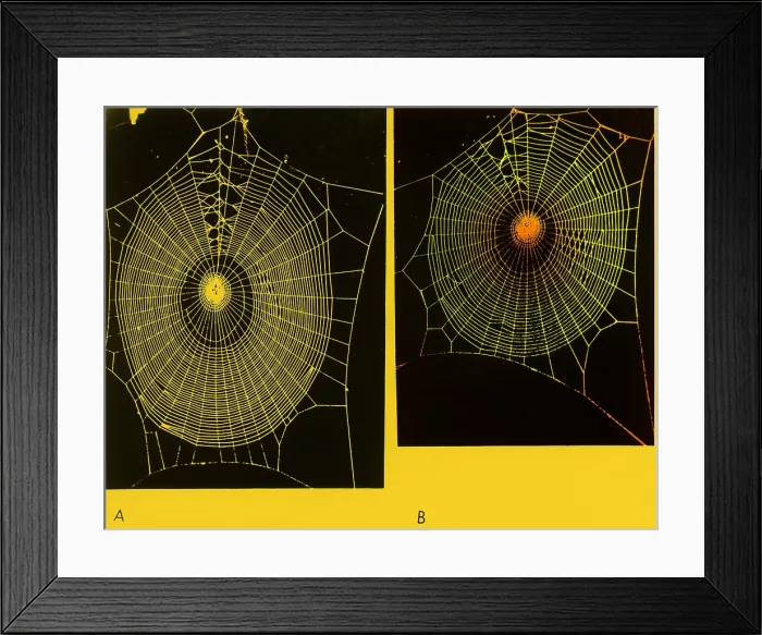 Framed Print : Effect of psilocybin Framed Print : Effect of psilocybin