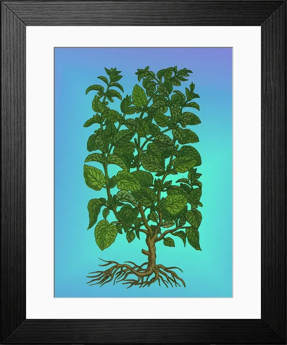 Framed Print : Lemon Balm Framed Print : Lemon Balm