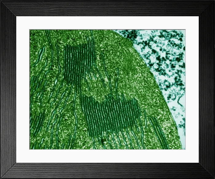 Framed Print : Chloroplasts in Tomato Leaf Cell, TEM Framed Print : Chloroplasts in Tomato Leaf Cell, TEM