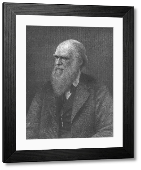 Framed Print : Charles Darwin, English Naturalist Framed Print : Charles Darwin, English Naturalist