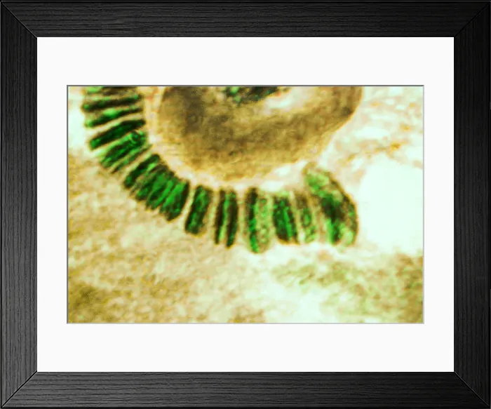 Framed Print : Drosophila chromosome, light micrograph Framed Print : Drosophila chromosome, light micrograph