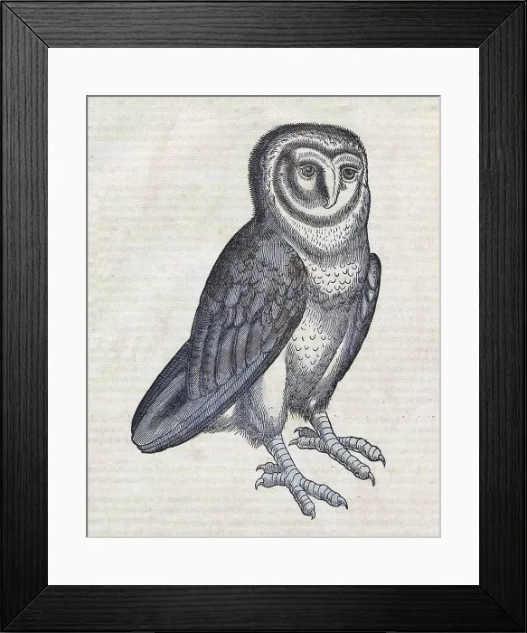 Framed Print : Gessner, Owl, 16th Century Framed Print : Gessner, Owl, 16th Century