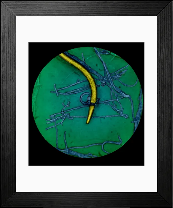 Framed Print : Nematode Snared by Predatory Fungus (LM) under a microscope Framed Print : Nematode Snared by Predatory Fungus (LM) under a microscope
