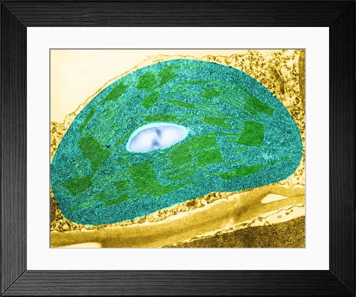 Framed Print : Tomato Chloroplast, TEM Framed Print : Tomato Chloroplast, TEM
