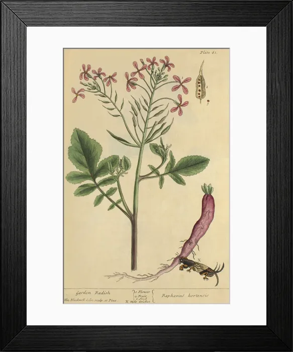Framed Print : Garden Radish, Medicinal Plant, 1737 Framed Print : Garden Radish, Medicinal Plant, 1737