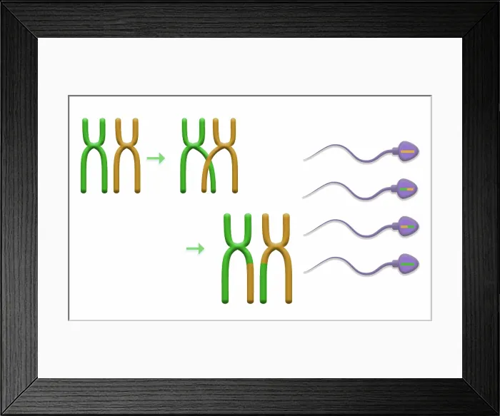 Framed Print : Genetic Recombination is the crossover of genetic material between chromosomes during spermatogenesis, microbiology Framed Print : Genetic Recombination is the crossover of genetic material between chromosomes during spermatogenesis, microbiology