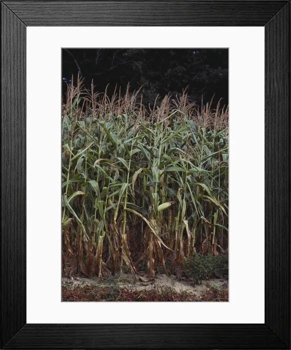 Framed Print : Corn Crop Stressed by Drought Framed Print : Corn Crop Stressed by Drought