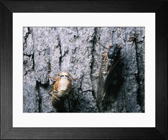 Framed Print : Periodical Cicada