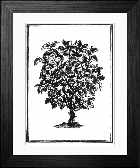 Framed Print : BQ2310. Myrrh Framed Print : BQ2310. Myrrh