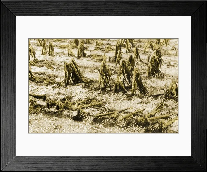 Framed Print : Cornfield after Hailstorm