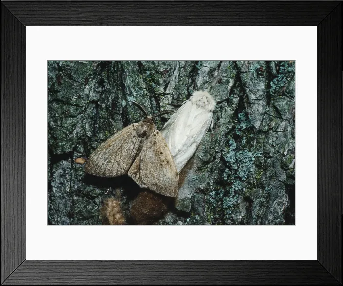 Framed Print : Male and Female Gypsy Moths Framed Print : Male and Female Gypsy Moths