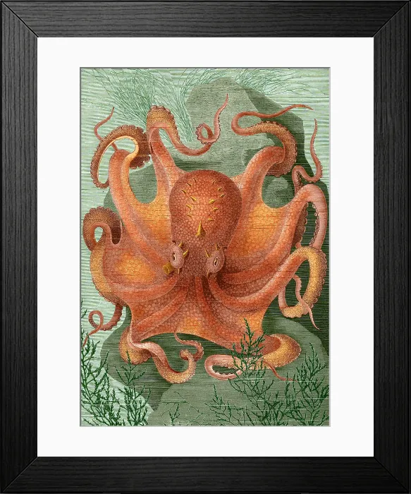 Framed Print : Octopus, 1878 Framed Print : Octopus, 1878