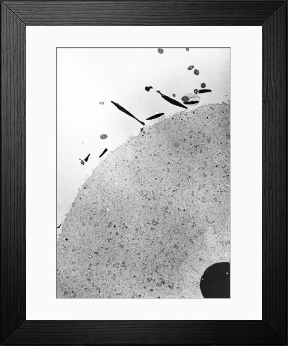 Framed Print : Fertilization