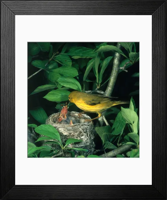 Framed Print : Yellow Warbler Feeding Nestlings