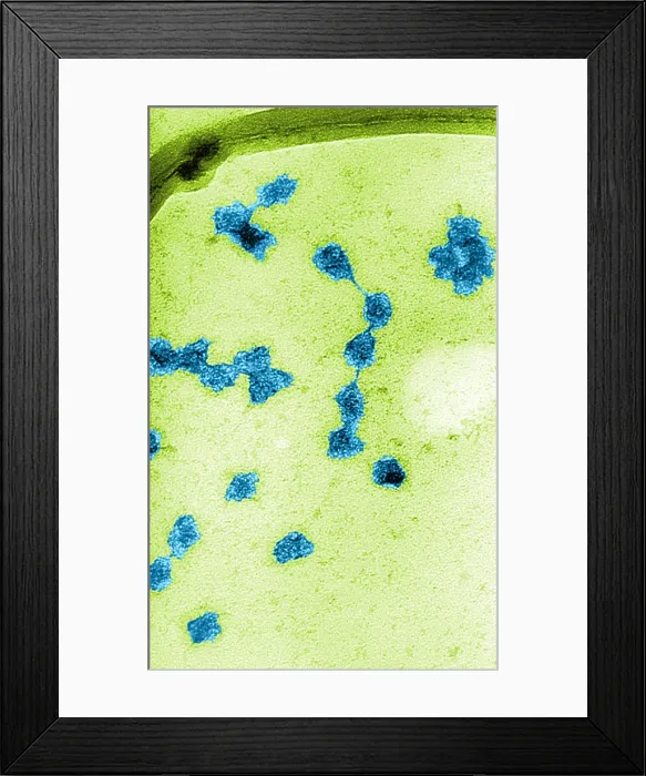 Framed Print : Genetics, Messenger RNA (mRNA), TEM Framed Print : Genetics, Messenger RNA (mRNA), TEM