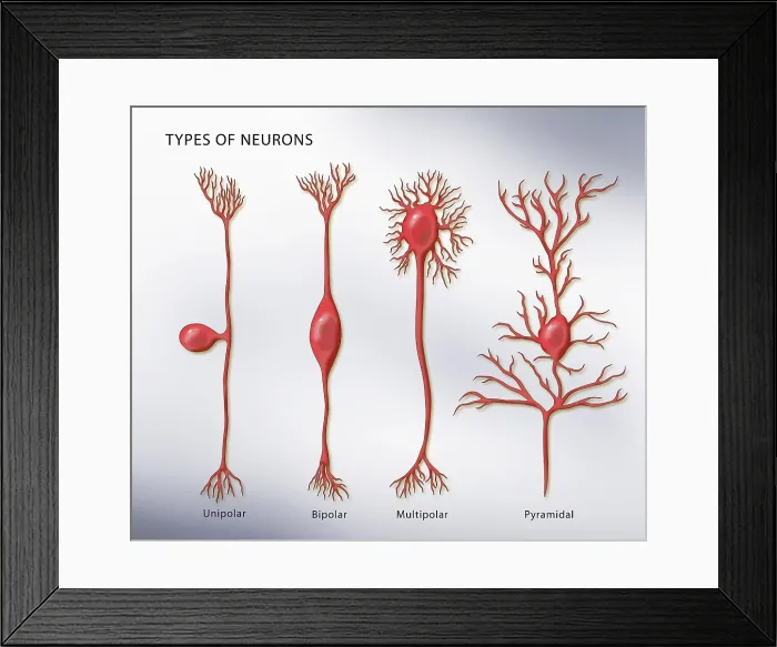 Framed Print : 4 Types of Neurons, Illustration