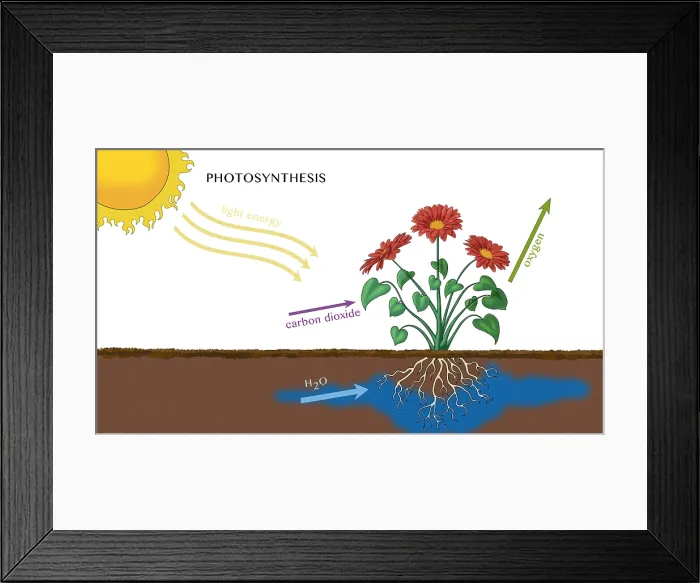 Framed Print : Photosynthesis, Illustration