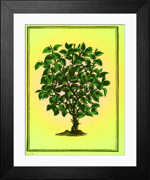 Framed Print : Myrrh. According to an ancient Oriental legend Framed Print : Myrrh. According to an ancient Oriental legend