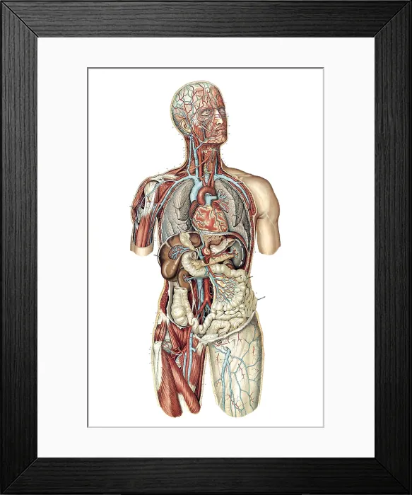 Framed Print : Anatomie du Corps Humain, Laskowski, 1894 Framed Print : Anatomie du Corps Humain, Laskowski, 1894