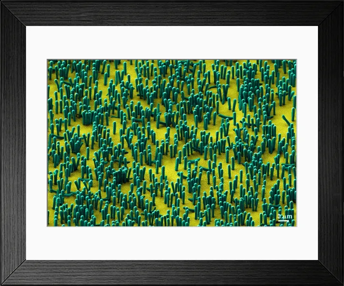 Framed Print : Nanowire Lithium-ion Batteries, scanning electron micrograph Framed Print : Nanowire Lithium-ion Batteries, scanning electron micrograph