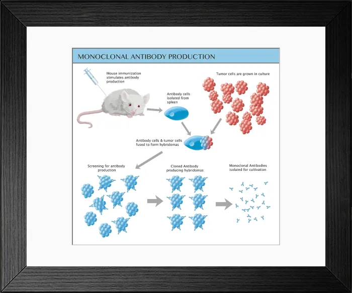 Framed Print : Monoclonal Antibody Production, Illustration Framed Print : Monoclonal Antibody Production, Illustration