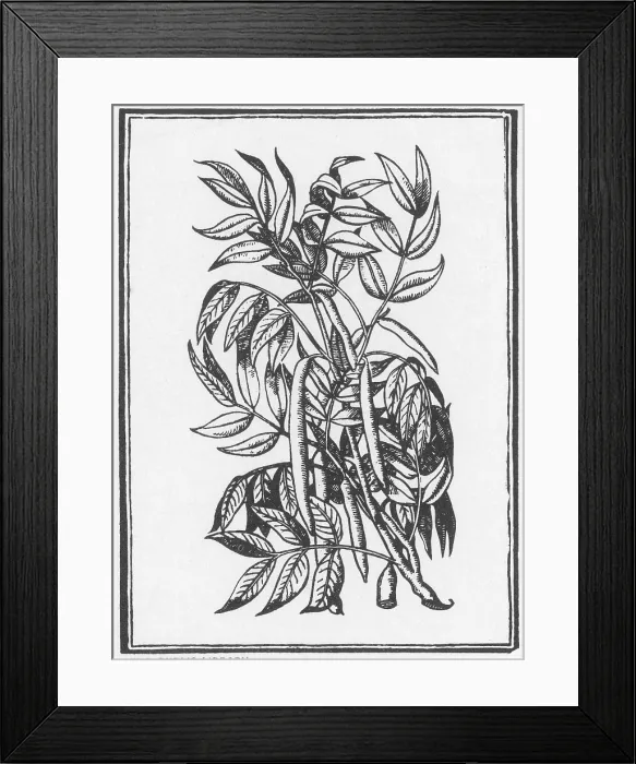Framed Print : Cedar, Alchemy Plant Framed Print : Cedar, Alchemy Plant