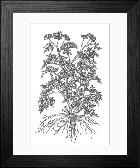 Framed Print : Wild Parsley Framed Print : Wild Parsley