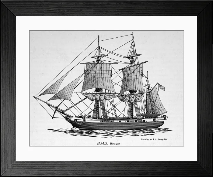 Framed Print : HMS Beagle Framed Print : HMS Beagle