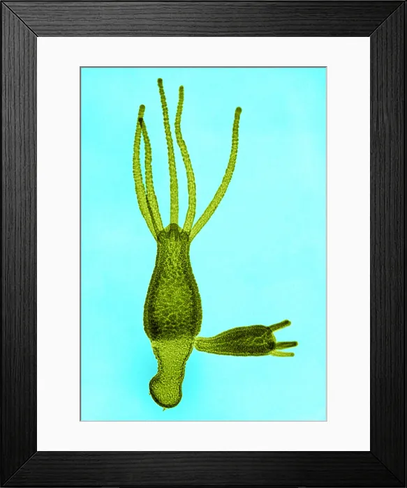 Framed Print : Hydra, light micrograph Framed Print : Hydra, light micrograph