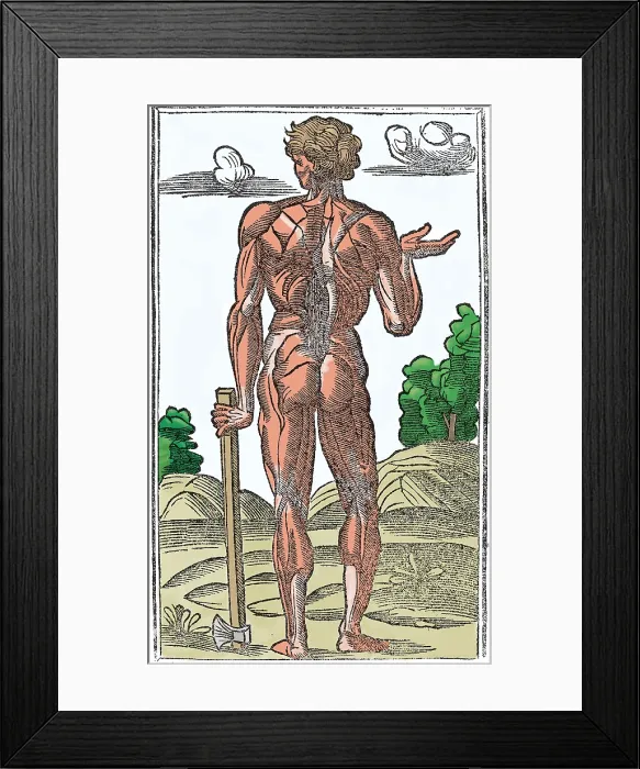 Framed Print : Jacopo Berengario da Carpi, Anatomy Framed Print : Jacopo Berengario da Carpi, Anatomy