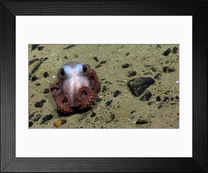 Framed Print : Octopus at Physalia Seamount