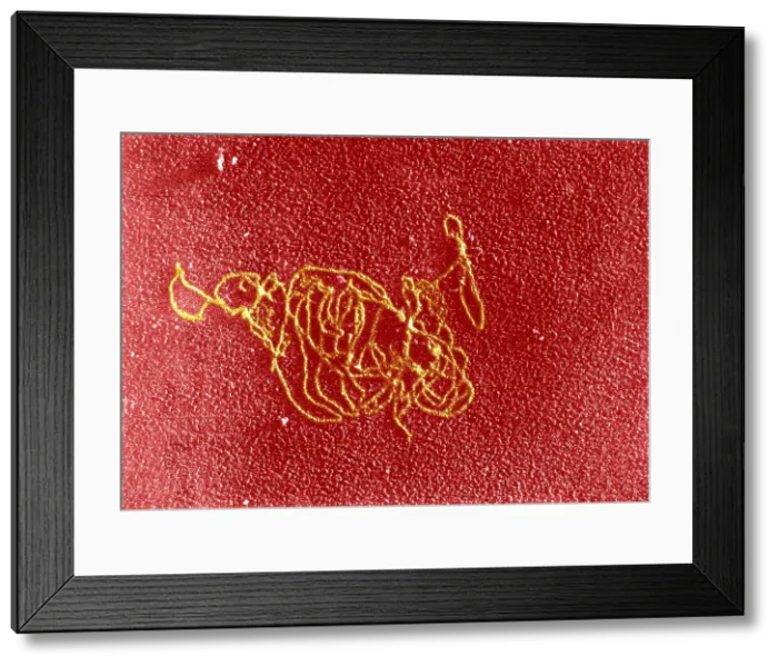 Framed Print : Polymerase Reaction, DNA with E. coli RNA, TEM