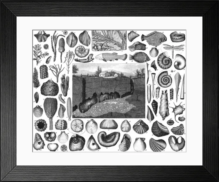 Framed Print : Pliocene Epoch, Marine Fossils Framed Print : Pliocene Epoch, Marine Fossils
