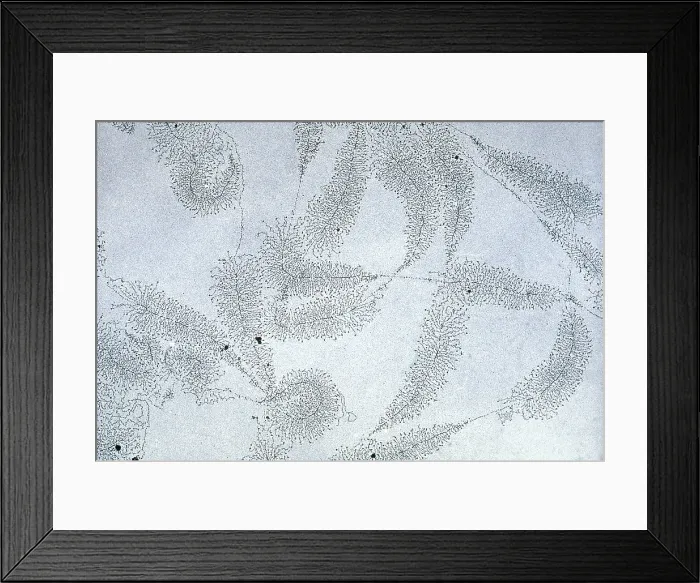 Framed Print : DNA from amphibian egg Framed Print : DNA from amphibian egg