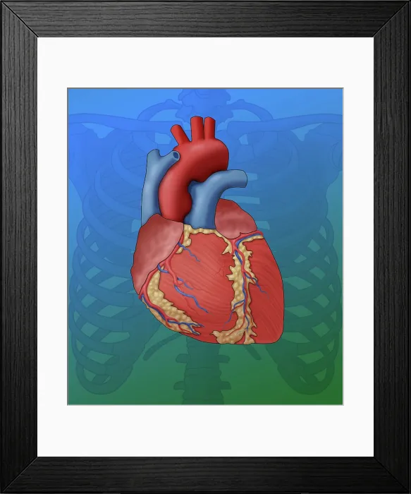 Framed Print : Heart Anatomy, Illustration Framed Print : Heart Anatomy, Illustration