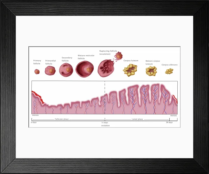 Framed Print : Uterine Lining and Follicles, Menstruation, Illustration Framed Print : Uterine Lining and Follicles, Menstruation, Illustration