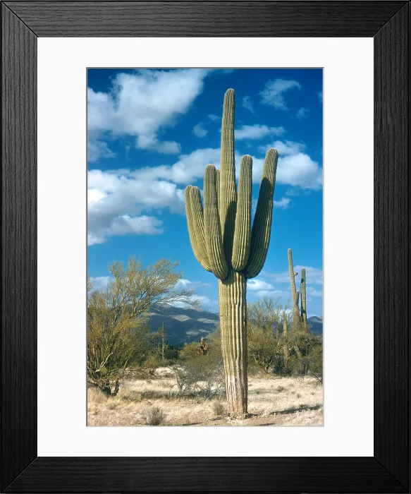 Framed Print : Saguaro Cactus