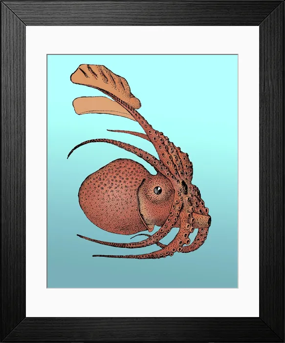 Framed Print : Argonauta argo, Pelagic Octopus Framed Print : Argonauta argo, Pelagic Octopus