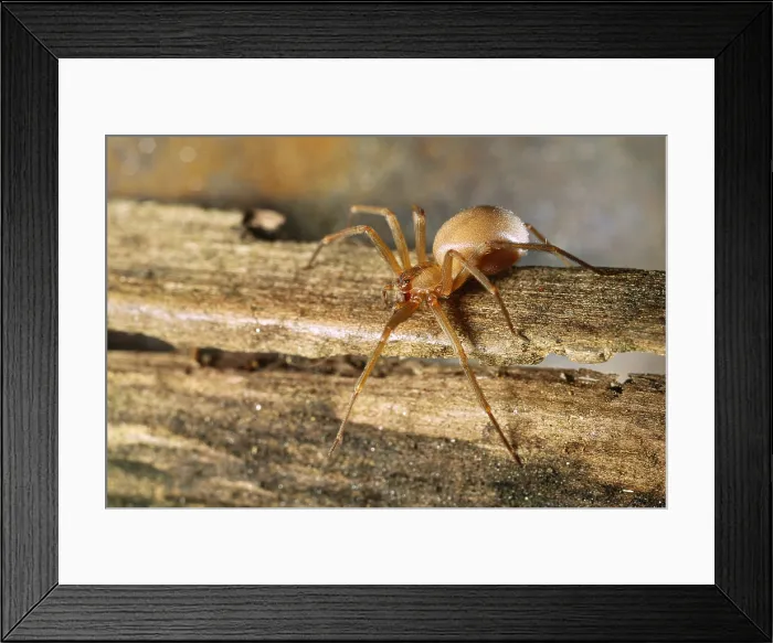 Framed Print : Brown Recluse (Loxosceles reclusa) Framed Print : Brown Recluse (Loxosceles reclusa)