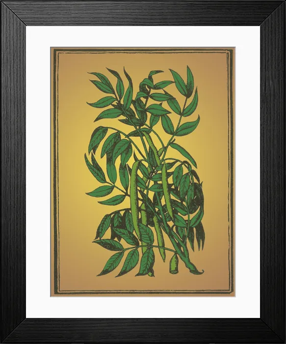 Framed Print : Cedar, Alchemy Plant Framed Print : Cedar, Alchemy Plant