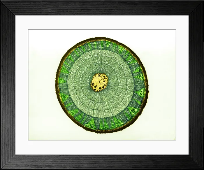 Framed Print : Tilia Stem, light micrograph Framed Print : Tilia Stem, light micrograph