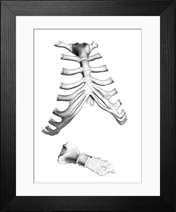 Framed Print : William Cheselden, 'Osteographia', 1733 Framed Print : William Cheselden, 'Osteographia', 1733