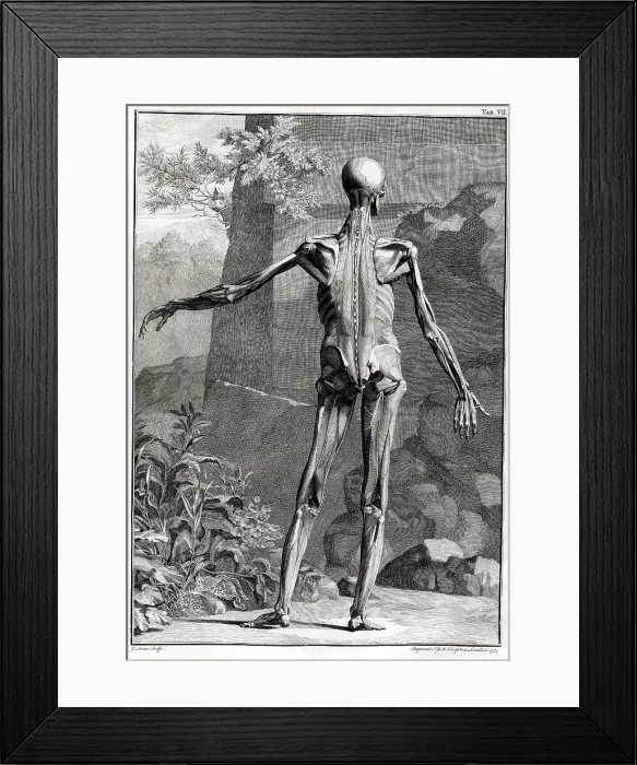 Framed Print : 18th Century Anatomical Engraving Framed Print : 18th Century Anatomical Engraving