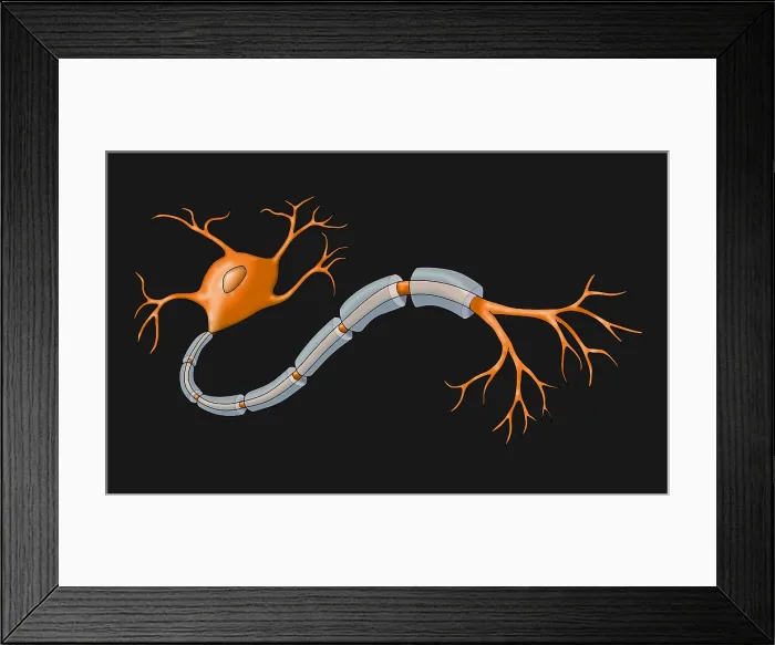 Framed Print : Neuron with Healthy Myelin Sheath Framed Print : Neuron with Healthy Myelin Sheath