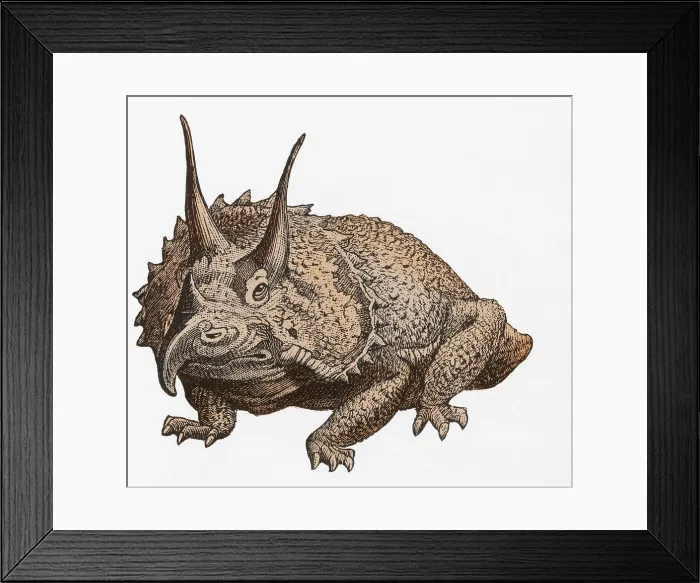 Framed Print : Triceratops Illustration