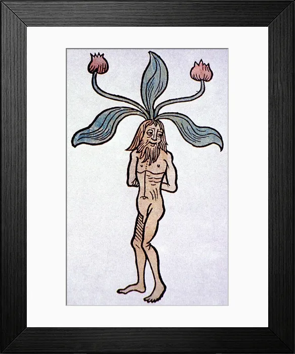Framed Print : Hortus Sanitatis, Male Mandrake, Alchemy Plant Framed Print : Hortus Sanitatis, Male Mandrake, Alchemy Plant