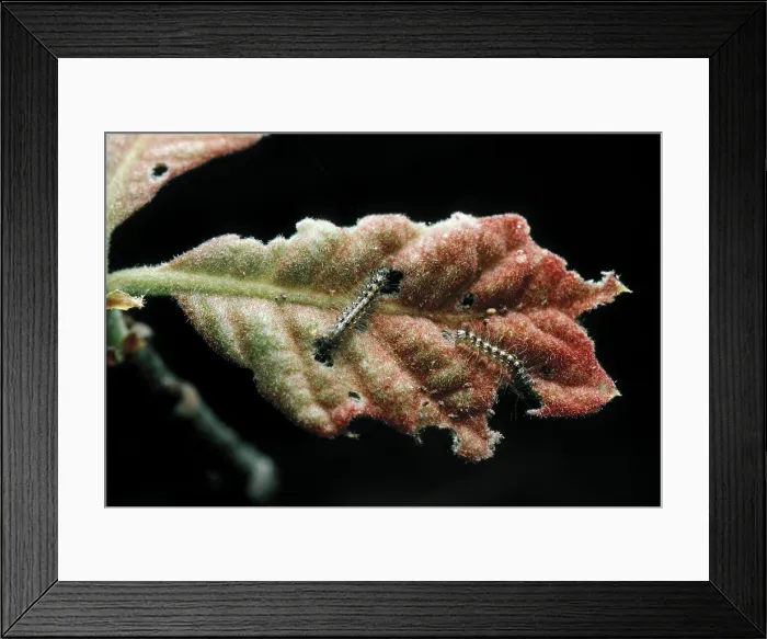 Framed Print : Hatching Gypsy Moths Framed Print : Hatching Gypsy Moths
