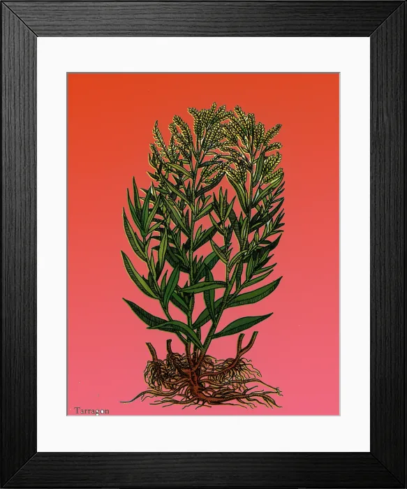 Framed Print : Tarragon, Perennial Herb Framed Print : Tarragon, Perennial Herb