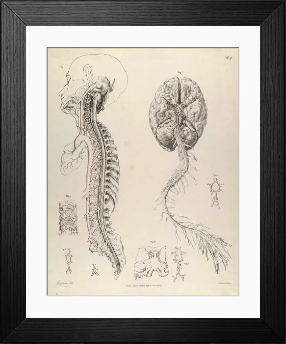 Framed Print : Historical Anatomical Illustration Framed Print : Historical Anatomical Illustration